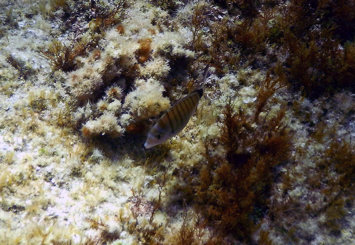Diplodus puntazzo dalla Corsica